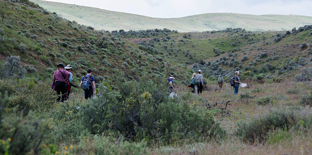 Washington Butterfly Association field trip to Snow Mountain Ranch, Yakima County