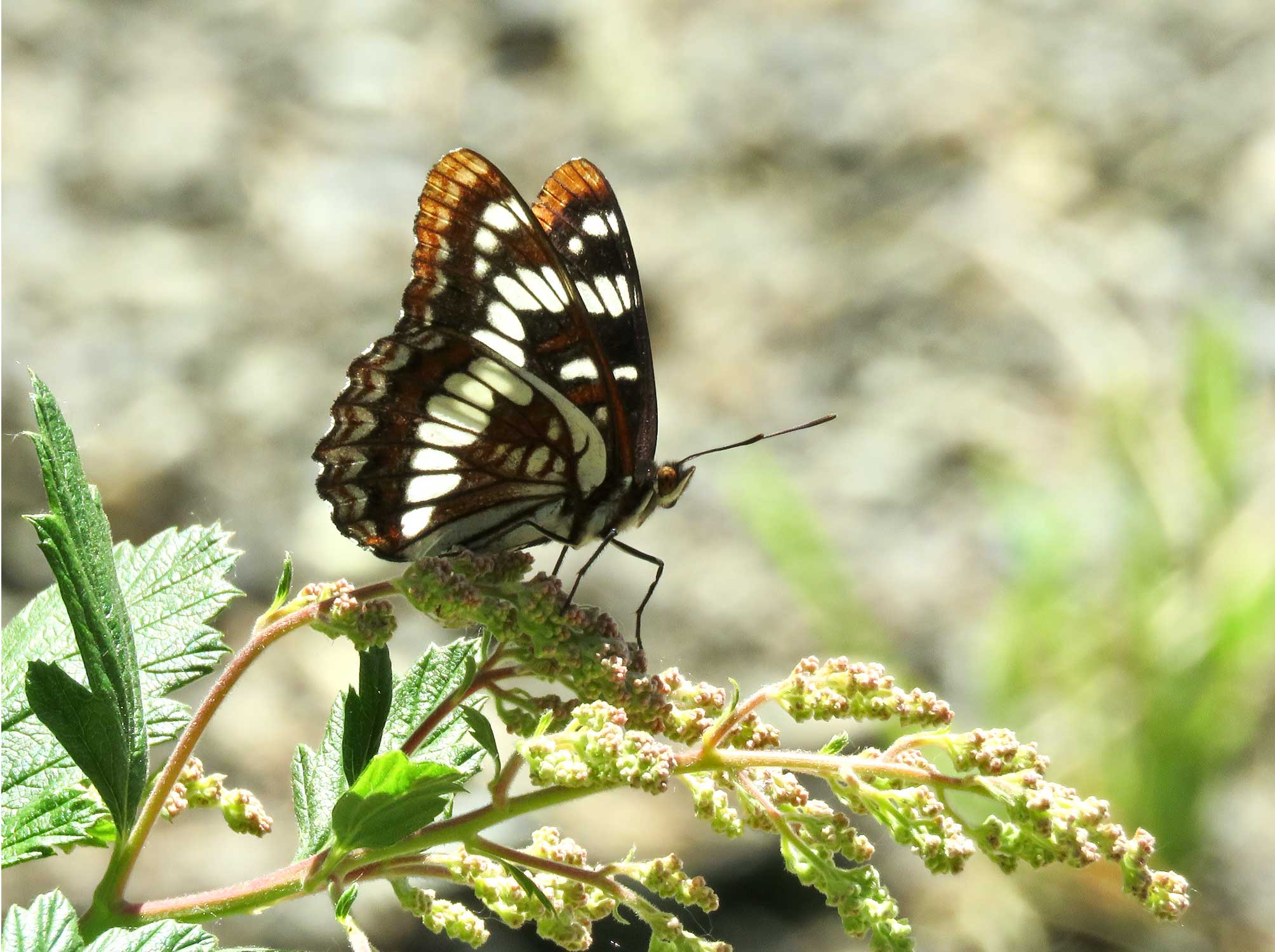 Lorquin's Admiral Butterfly.